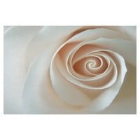 Umjetnička galerija remek -djela White Rose Swirl by Karen Ussery Canvas Art Print 24 36