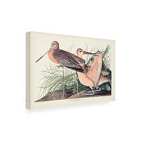 John James Audubon 'Veliki mramorni Godwit' platno umjetnost