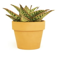 Altman biljke 3.5 Star Aloe Live biljka s glinenom loncom