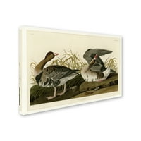 Zaštitni znak likovna umjetnost 'Whitefronted Gooseplater 286' Canvas Art by Audubon