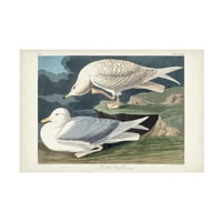 John James Audubon 'Bijelo krilato srebrnati gall' platno umjetnost